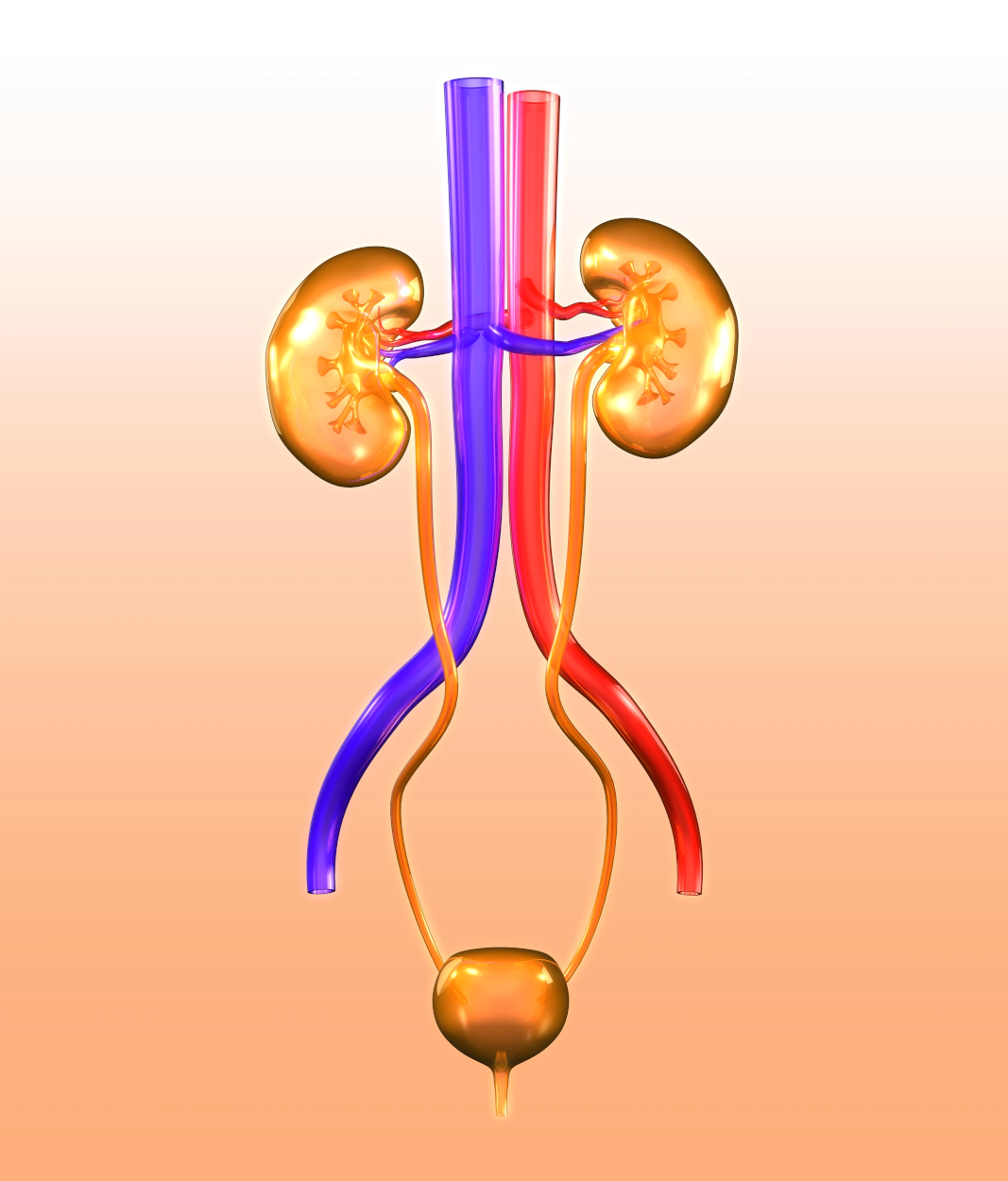 graphic of the excretory system kidneys and bladder